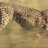 Leopard running. Image copyright Chris Packham