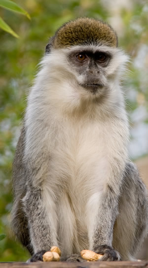 One of our inquisitive vervet monkeys