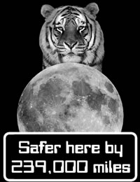 Tiger - Safer in Outer Space