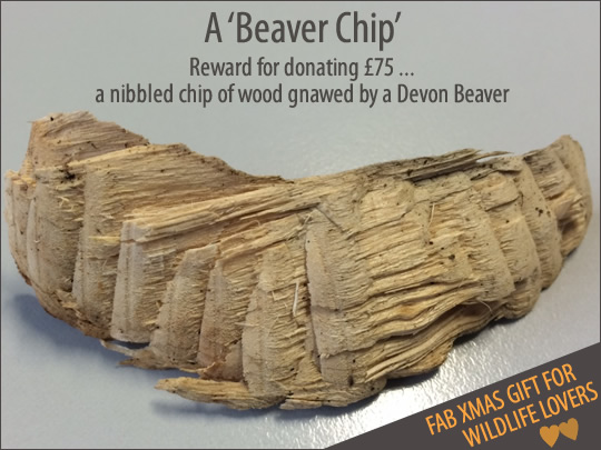Devon Beavers - Beaver chip