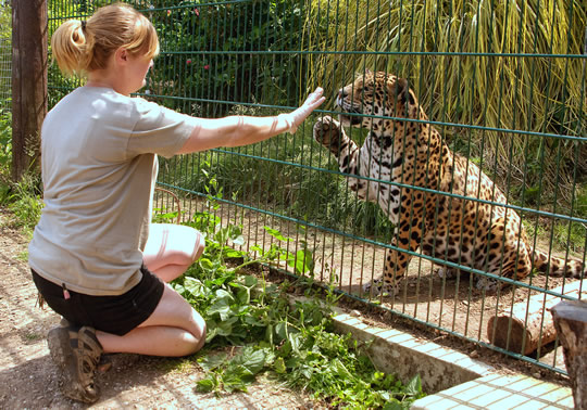Big Cat Training workshops are a special treat for animal lovers