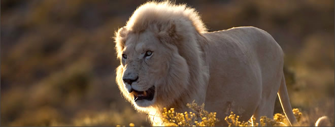 Lion image - copyright Chris Packham
