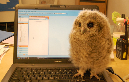 Darwin the Tawny Owl